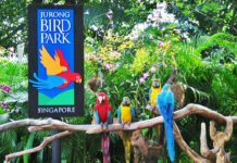 新加坡飞禽公园一日游攻略 (Singapore Jurong Bird Park) singapore jurong bird park