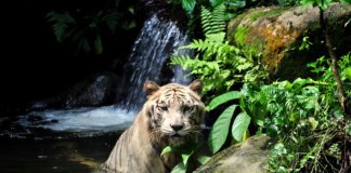 接下来新加坡将迎接潮湿的天气!你出门记得带伞呀! 新加坡天气