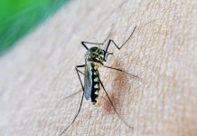 新加坡骨痛热一周出现1678起,在家一定做好防蚊措施 新加坡骨痛热