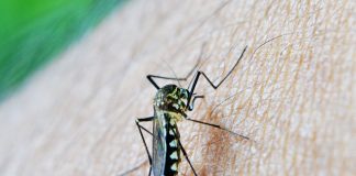 新加坡骨痛热一周出现1678起,在家一定做好防蚊措施 新加坡骨痛热